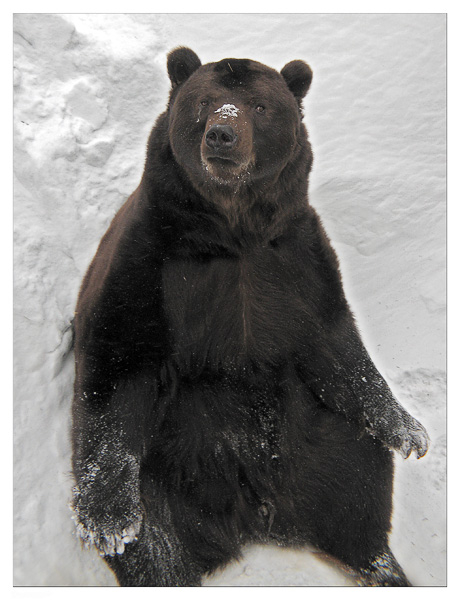 460x600, 116 Kb / медведь, вахуе, снег