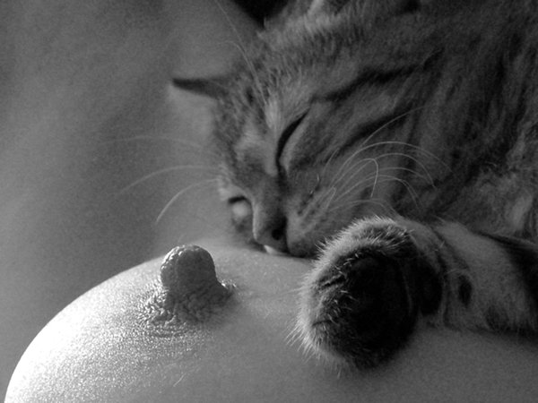 600x450, 41 Kb / котэ, сон, сосок, лапа