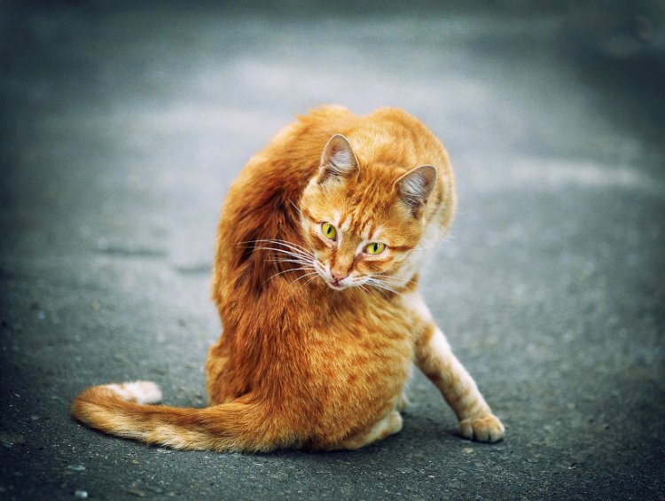 750x565, 77 Kb / кот, рыжий