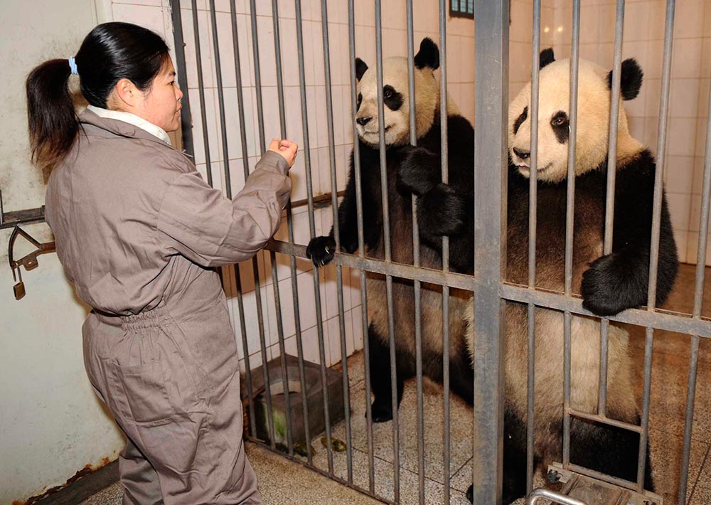 1000x710, 131 Kb / панды