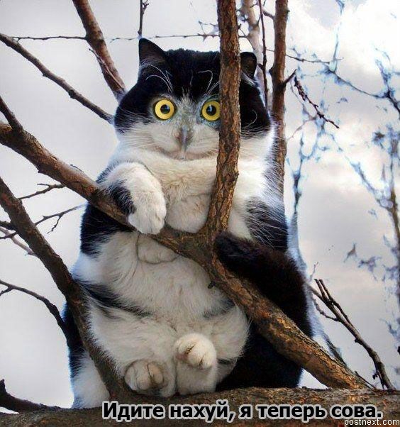 564x602, 75 Kb / киска, сова