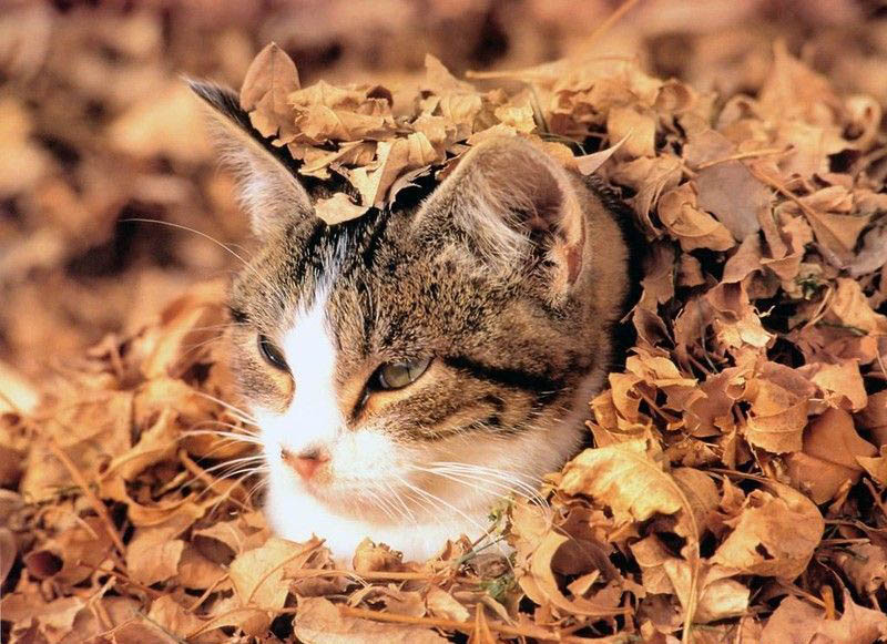 800x581, 156 Kb / кот, листья, осень