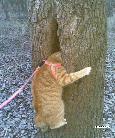 440x528, 100 Kb / кот, дерево