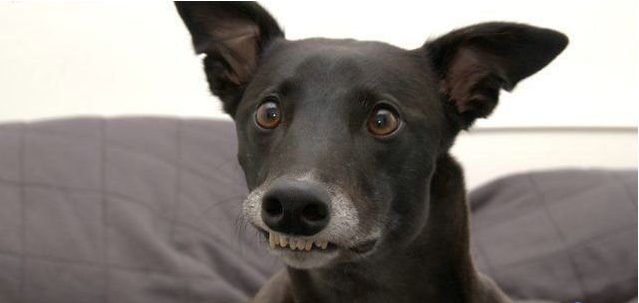 639x303, 139 Kb / собака, улыбка