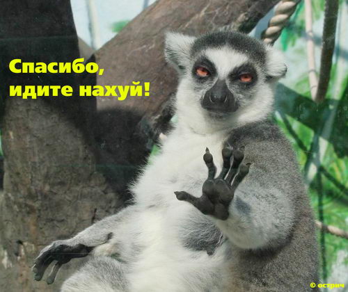 500x420, 44 Kb / нахуй, лемур
