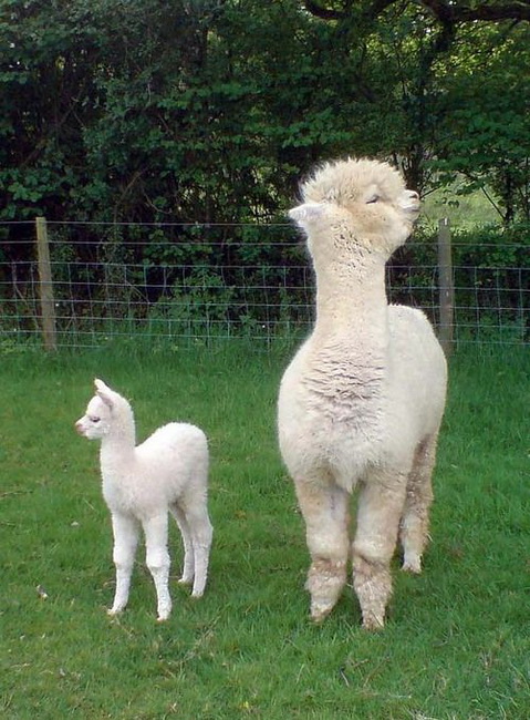 479x650, 152 Kb / лама