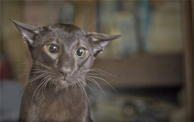 640x403, 31 Kb / кот