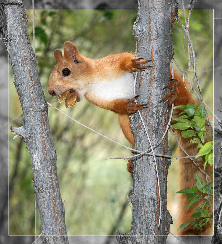 728x800, 189 Kb / белка, кости, алчность