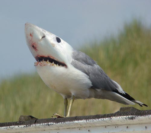 500x441, 50 Kb / птица, акула, фотошоп