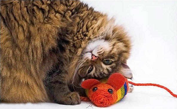 592x366, 79 Kb / мышь, кот, игрушка
