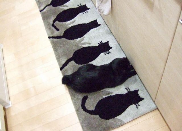 640x462, 69 Kb / кошка, коврик