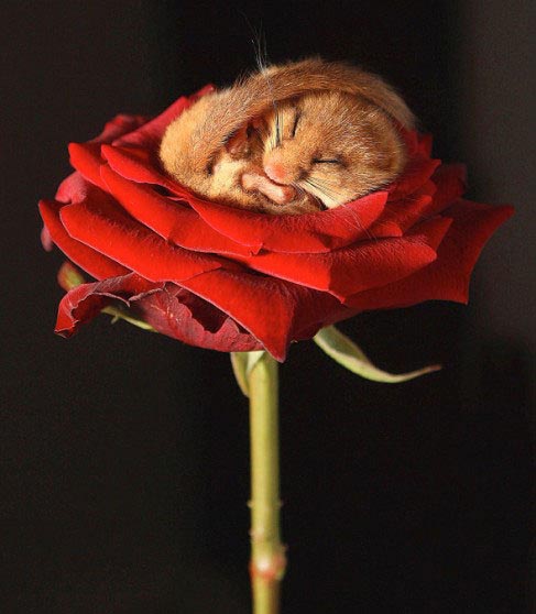 487x558, 65 Kb / роза, хомяк, сон