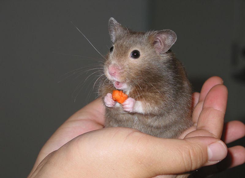 800x581, 73 Kb / хомяк