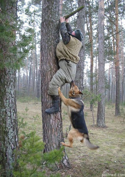 426x600, 79 Kb / собака, мужик, овчарка