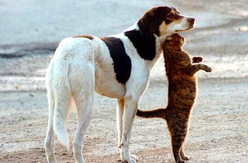 500x329, 65 Kb / собака, кошка, море