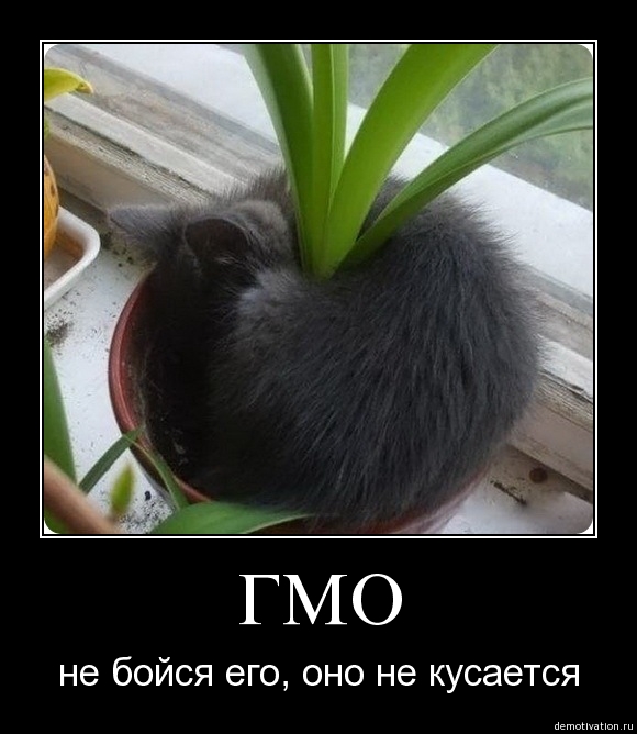 580x668, 135 Kb / кот, ГМО