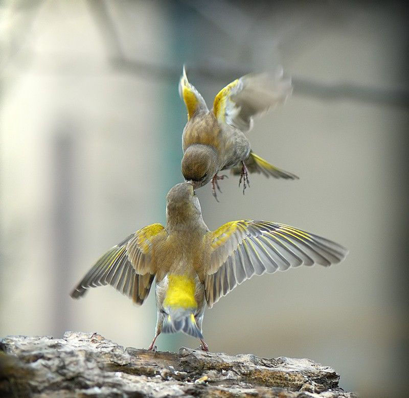 800x779, 129 Kb / птички