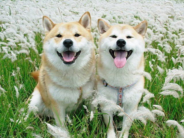 640x480, 84 Kb / Хаски, собаки