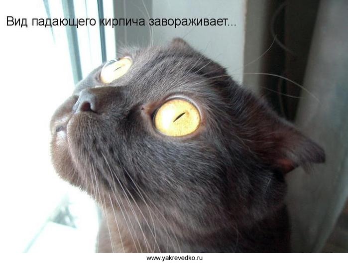 699x528, 55 Kb / кот, кирпич