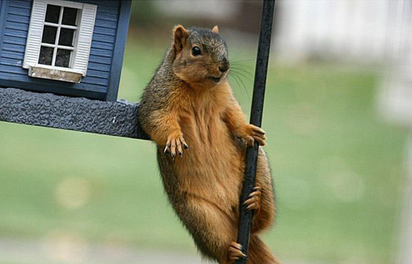 599x384, 70 Kb / белка