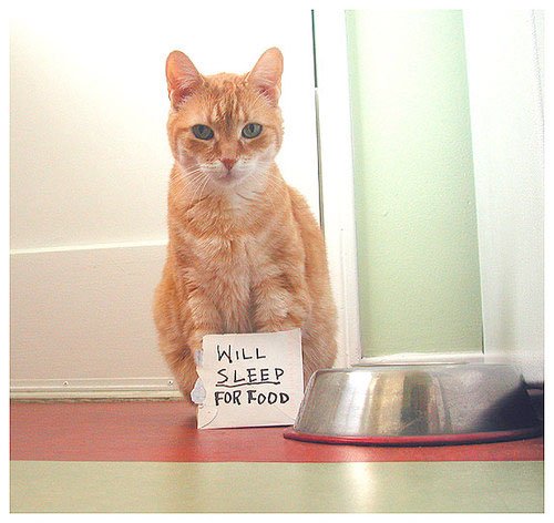 500x472, 43 Kb / миска, кот, нищий