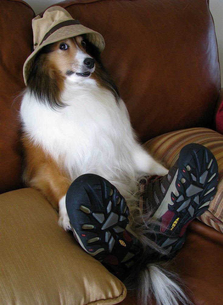 733x1004, 184 Kb / собака, диван, кроссовки, шляпа