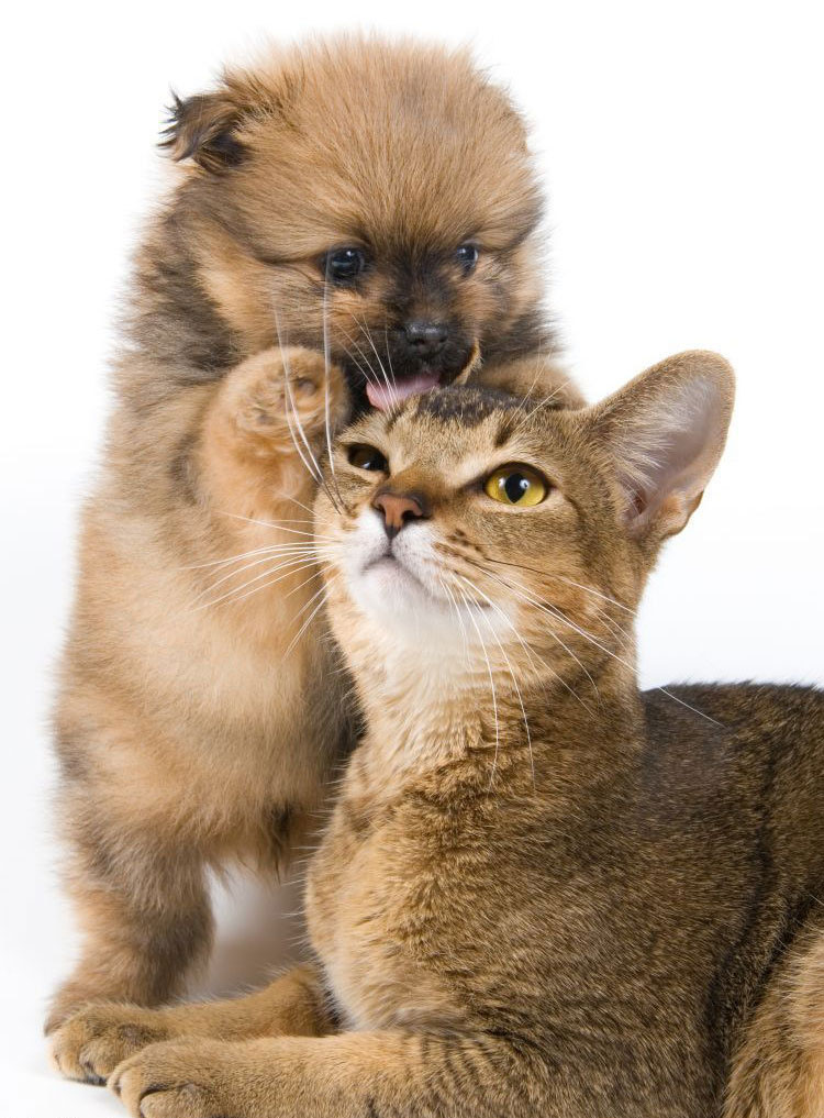 750x1017, 202 Kb / щенок, кошка