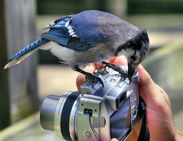 640x494, 97 Kb / фотоаппарат, птица