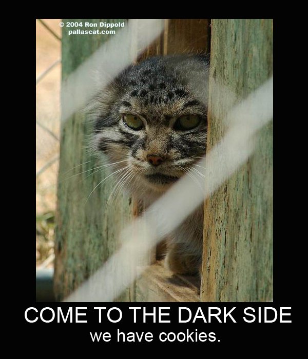 600x700, 71 Kb / манул, темная сторона, печеньки