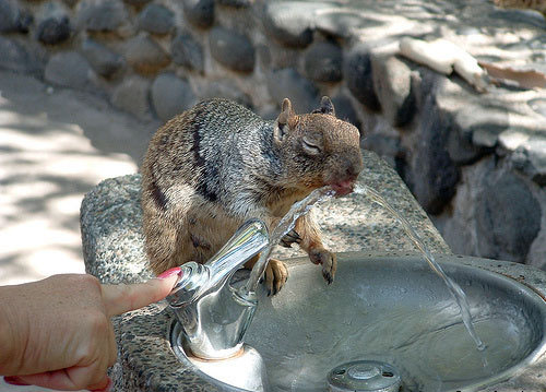 500x359, 91 Kb / белка, фонтан