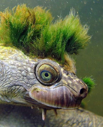 406x500, 70 Kb / punk