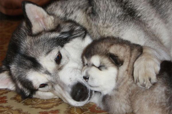 600x399, 42 Kb / Хаски, собаки