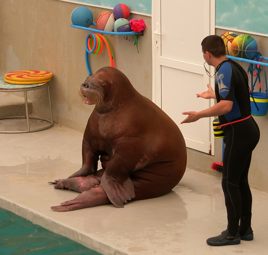 880x835, 211 Kb / морж, тренер