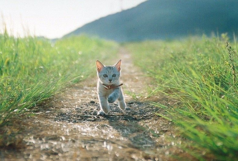 778x526, 89 Kb / котенок, дорожка