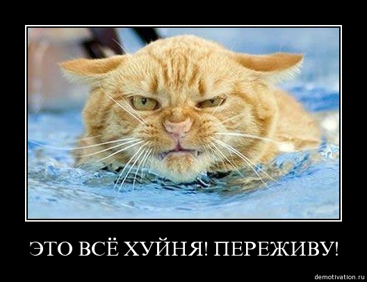 528x406, 84 Kb / кот, демотиватор, бассейн