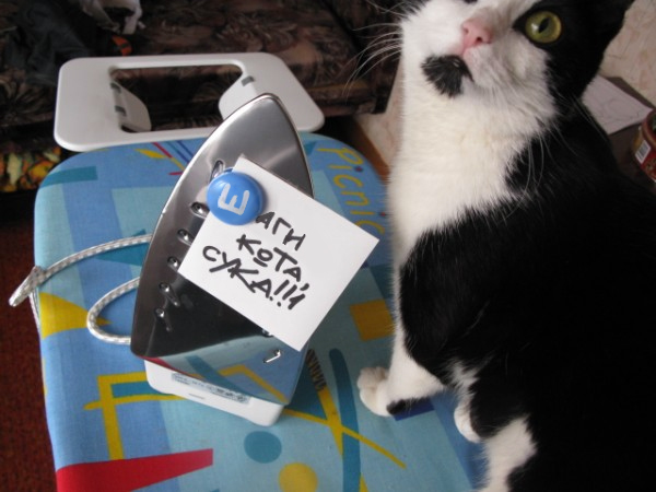 600x450, 155 Kb / ответ, утюг, кот, шагги