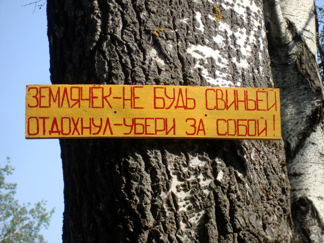 640x480, 137 Kb / без комментариев, береза, свинище, свинья