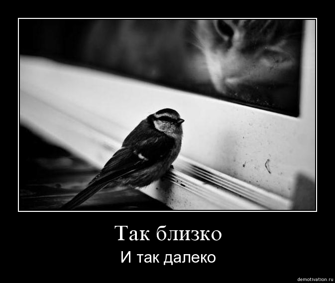 673x569, 70 Kb / птичка, далеко, кот