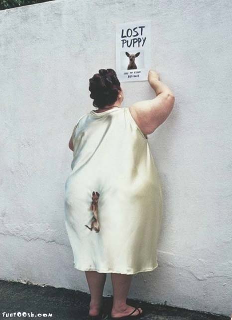 466x641, 26 Kb / собака, потеря, объявление