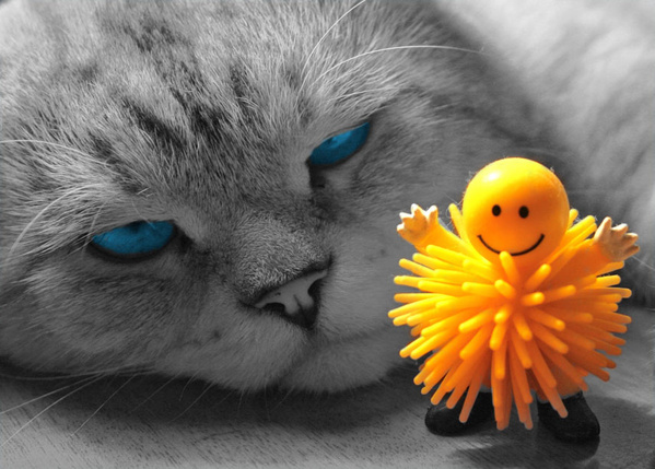 599x429, 132 Kb / кот, игрушка