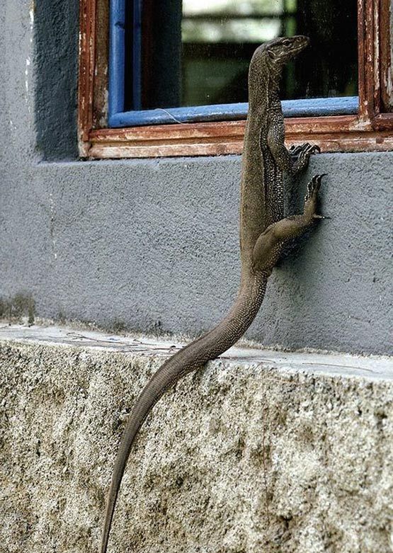 555x781, 143 Kb / ящерица, окно, вуайерист