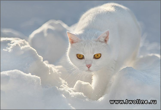 567x386, 100 Kb / кот, снег