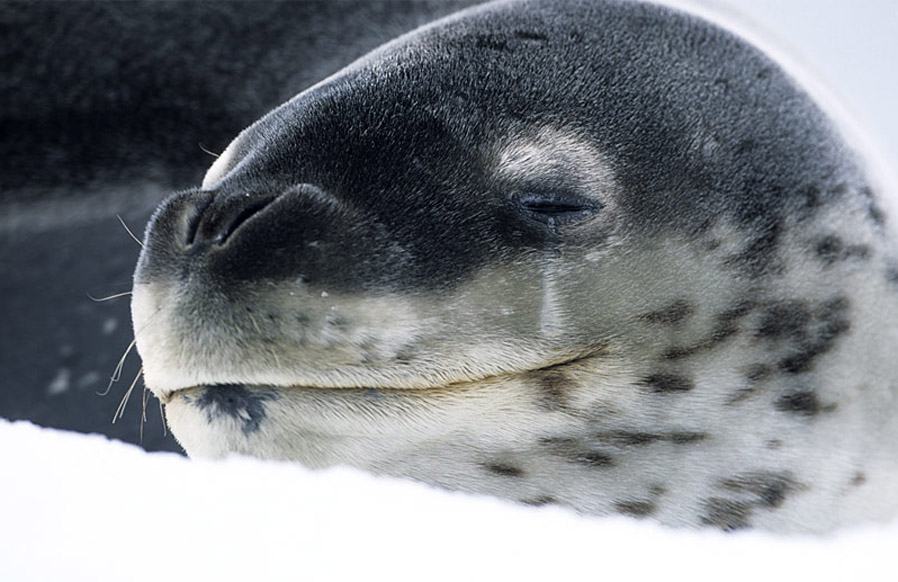 898x582, 146 Kb / морской леопард