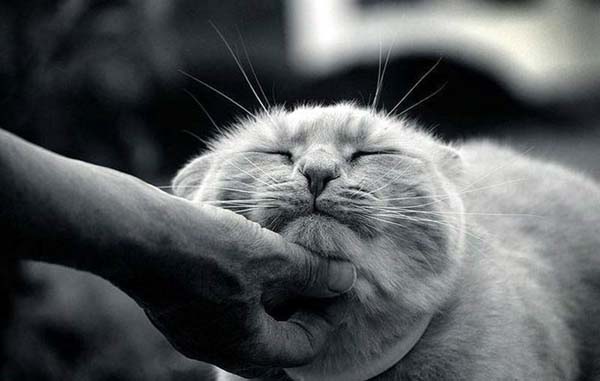 600x381, 38 Kb / кот, кайф, ч/б