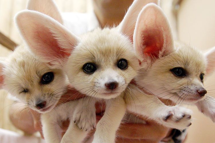 750x500, 64 Kb / лисица, лиса, фенек