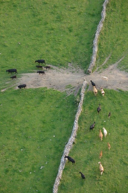 427x640, 194 Kb / firewall, стена, коровы, проход