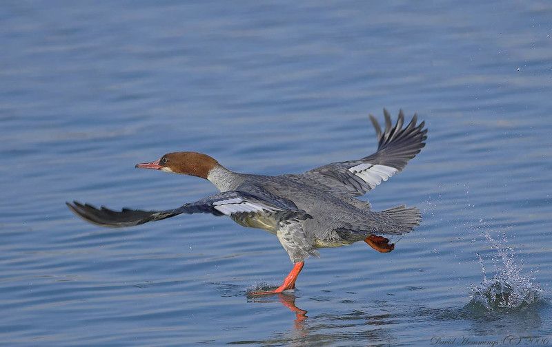 800x504, 56 Kb / утка