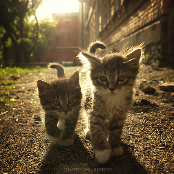 600x600, 194 Kb / котята, солнце