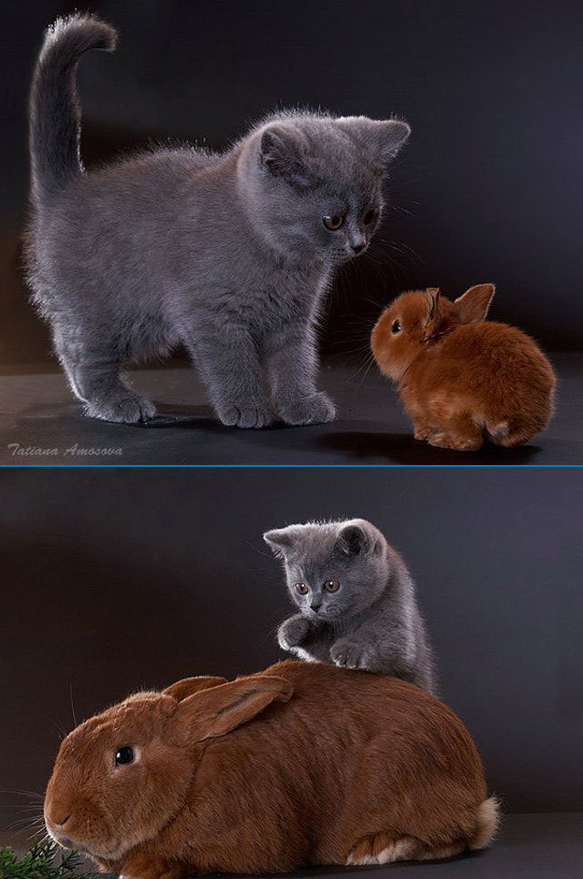 639x964, 135 Kb / кролик, кот