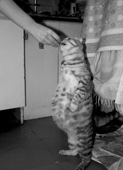 430x597, 40 Kb / кот, пузо